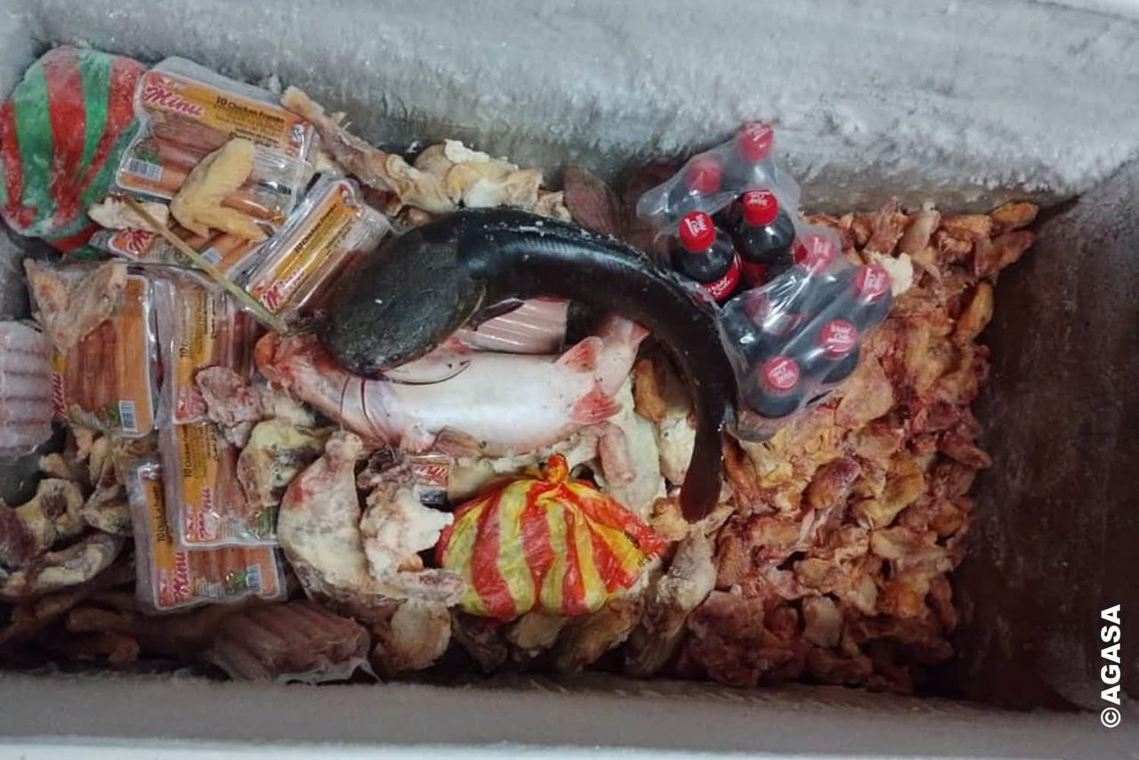 Mouila : AGASA intensifie la lutte pour la sécurité alimentaire Mouila : AGASA intensifie la lutte pour la sécurité alimentaire