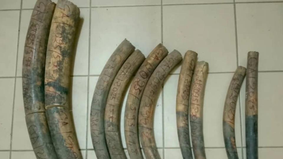 Franceville : trois présumés trafiquants interpellés avec dix défenses d’éléphant