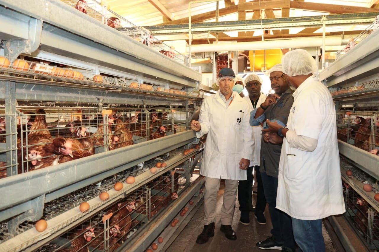 Souveraineté alimentaire : Pacôme Kossy passe au crible la filière avicole nationale Souveraineté alimentaire : Pacôme Kossy passe au crible la filière avicole nationale