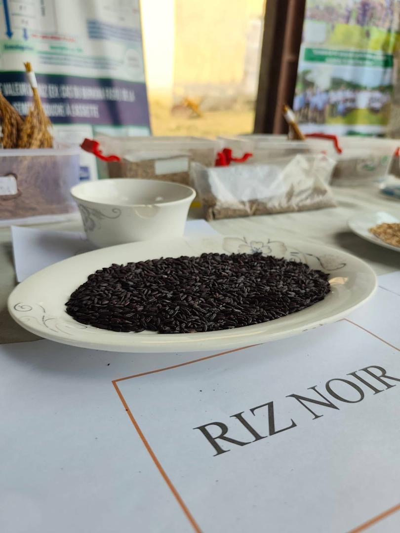Riz « made in Gabon » : l’État évalue à Kougouleu les avancées de la recherche variétale
