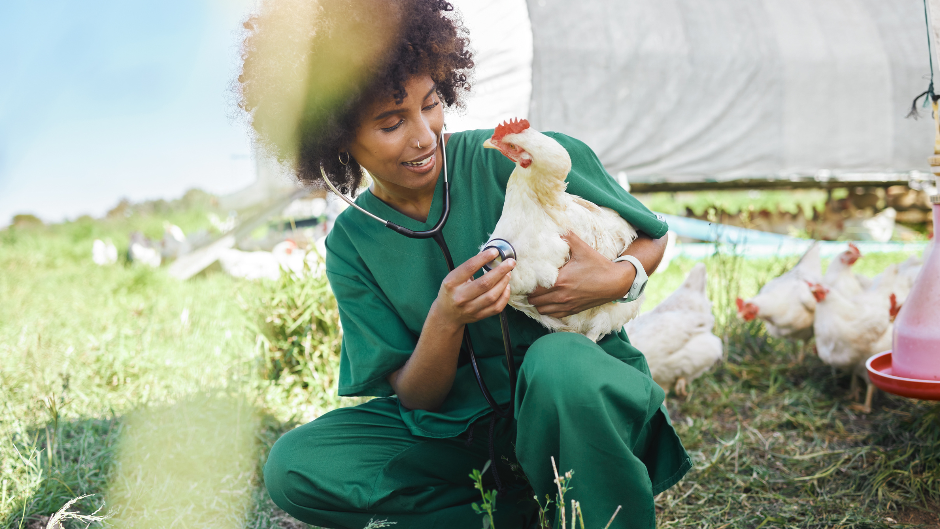 Filière avicole : le Gabon accélère vers la production locale et la souveraineté alimentaire