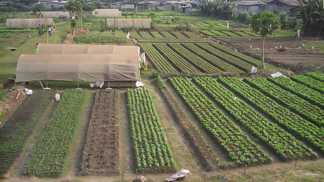Agriculture au Gabon : la jeunesse face à un eldorado longtemps sous-estimé
