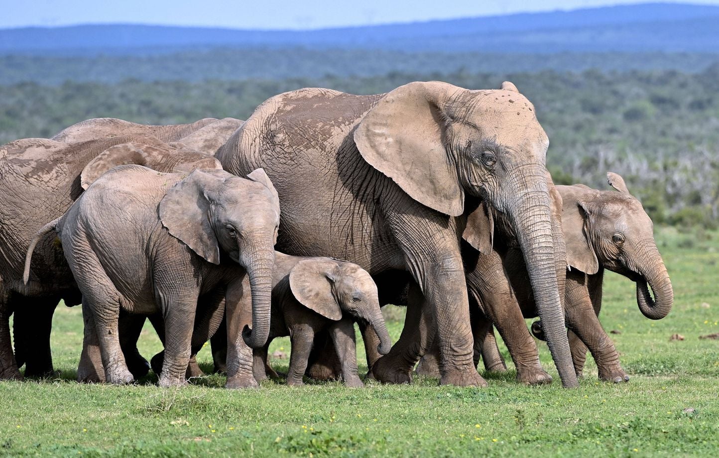 Un millionnaire adepte de la chasse aux trophées meurt piétiné par des éléphants