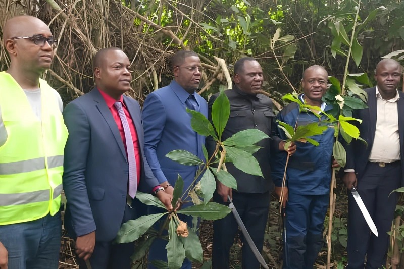 Café : la plantation d’Ondzeye renaît après plus de 10 ans d’abandon et promet des centaines d’emplois