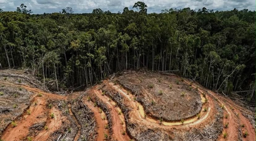 Gabon : près de 792 hectares de couvert forestier perdus à cause des activités minières au premier semestre 2026