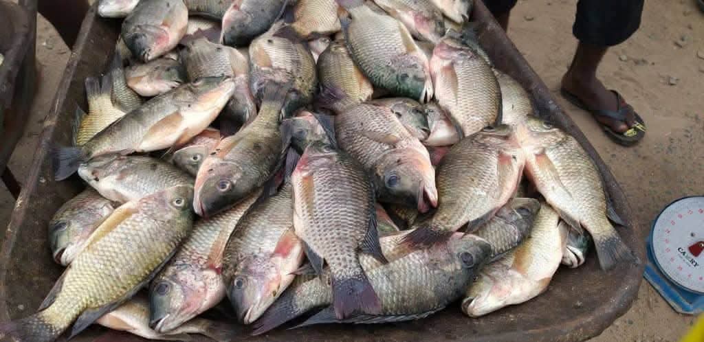 Lambaréné serre la vis : la vente de carpes à la brouette désormais interdite