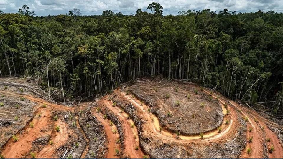 Exploitation minière : le Gabon a perdu plus de 790 hectares de forêt en six mois