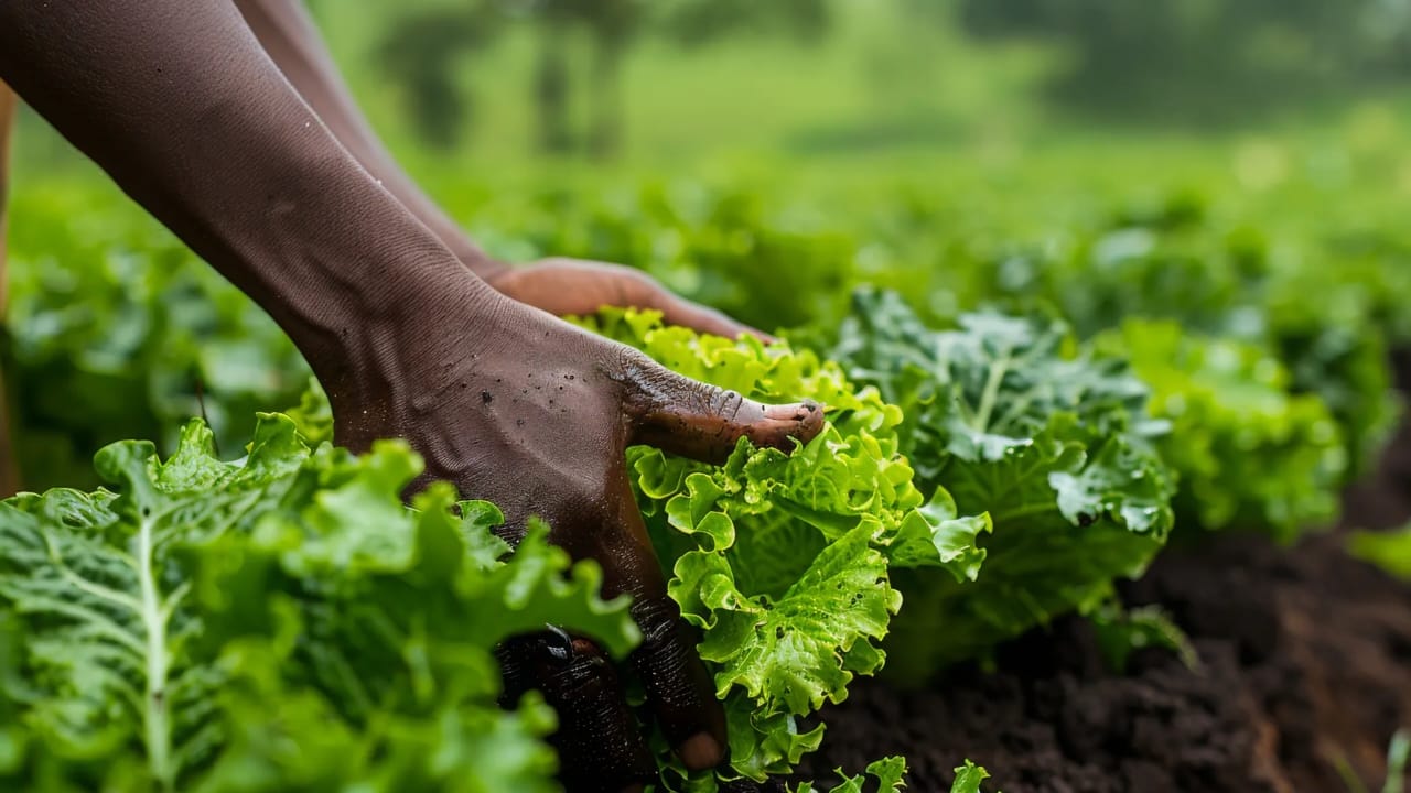 SAMB’A Assurances protège les agriculteurs gabonais face aux risques du secteur